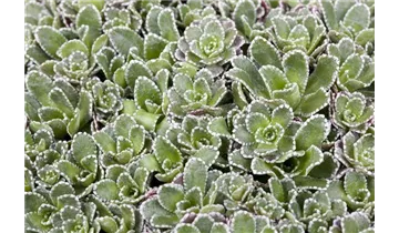 Gartenbaumschule Becker