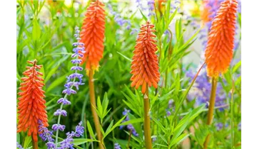 Gartenbaumschule Becker