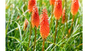 Gartenbaumschule Becker