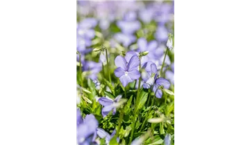 Gartenbaumschule Becker