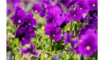 Gartenbaumschule Becker