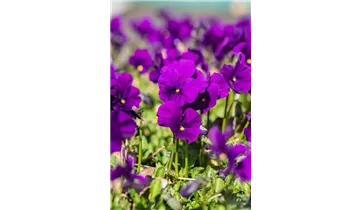 Gartenbaumschule Becker