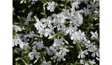 Gartenbaumschule Becker