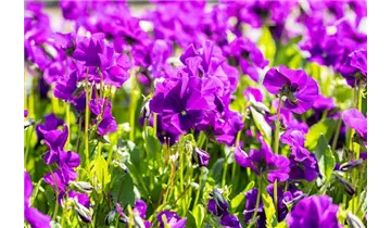 Gartenbaumschule Becker