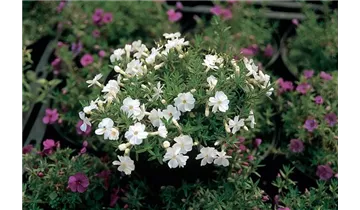 Gartenbaumschule Becker