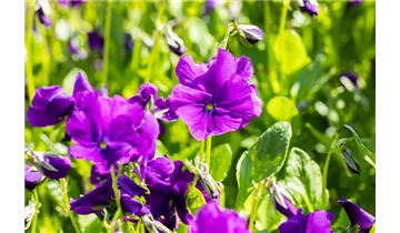 Gartenbaumschule Becker