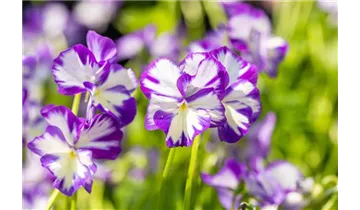 Gartenbaumschule Becker