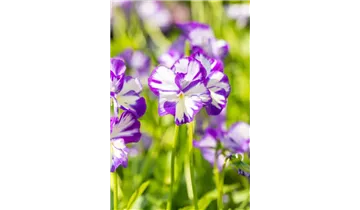 Gartenbaumschule Becker