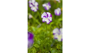 Gartenbaumschule Becker