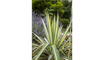 Gartenbaumschule Becker