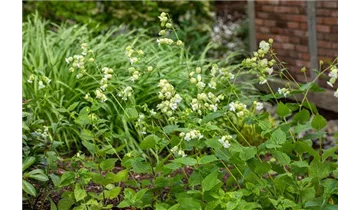 Gartenbaumschule Becker