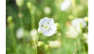 Gartenbaumschule Becker