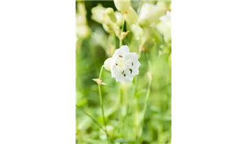 Gartenbaumschule Becker