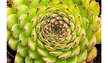 Gartenbaumschule Becker