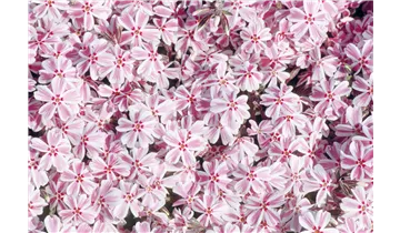 Gartenbaumschule Becker