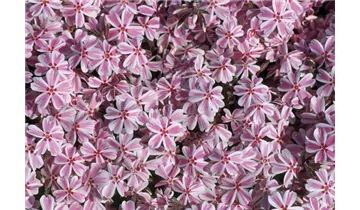 Gartenbaumschule Becker