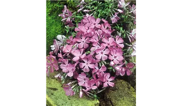 Gartenbaumschule Becker