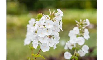 Gartenbaumschule Becker