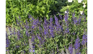 Gartenbaumschule Becker