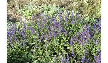 Gartenbaumschule Becker