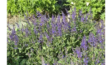 Gartenbaumschule Becker