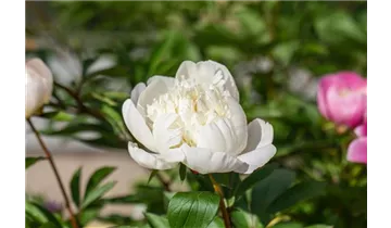 Gartenbaumschule Becker