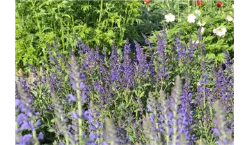 Gartenbaumschule Becker