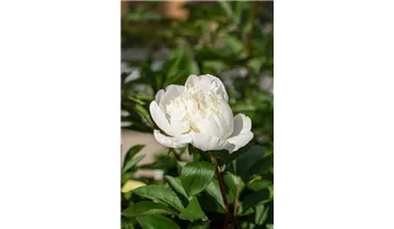 Gartenbaumschule Becker