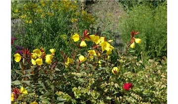 Gartenbaumschule Becker
