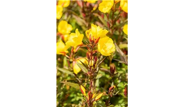 Gartenbaumschule Becker