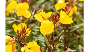 Gartenbaumschule Becker