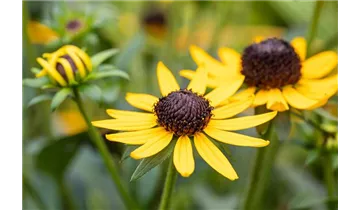 Gartenbaumschule Becker