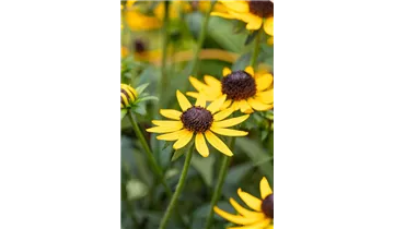 Gartenbaumschule Becker