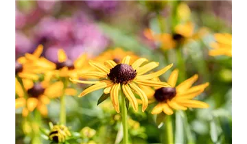 Gartenbaumschule Becker
