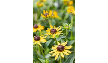 Gartenbaumschule Becker