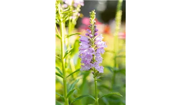 Gartenbaumschule Becker