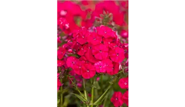 Gartenbaumschule Becker