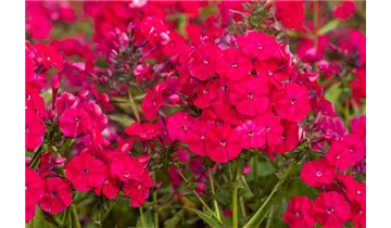 Gartenbaumschule Becker