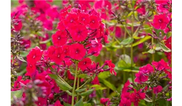 Gartenbaumschule Becker