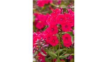 Gartenbaumschule Becker