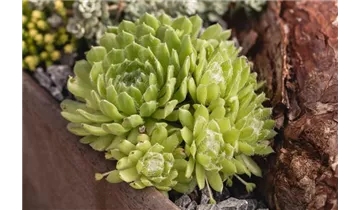 Gartenbaumschule Becker