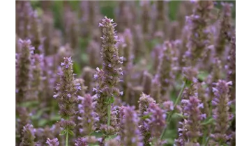 Gartenbaumschule Becker