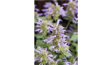 Gartenbaumschule Becker