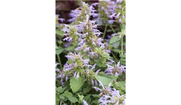 Gartenbaumschule Becker