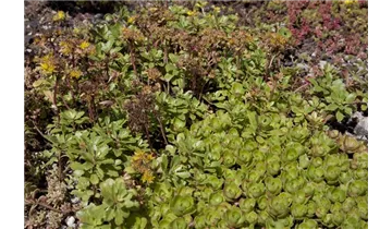 Gartenbaumschule Becker