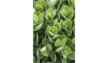 Gartenbaumschule Becker