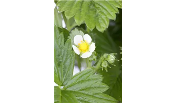Gartenbaumschule Becker