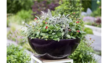 Gartenbaumschule Becker