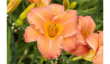 Gartenbaumschule Becker