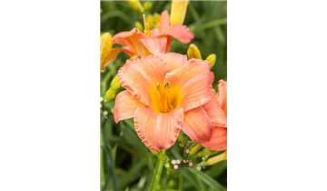 Gartenbaumschule Becker